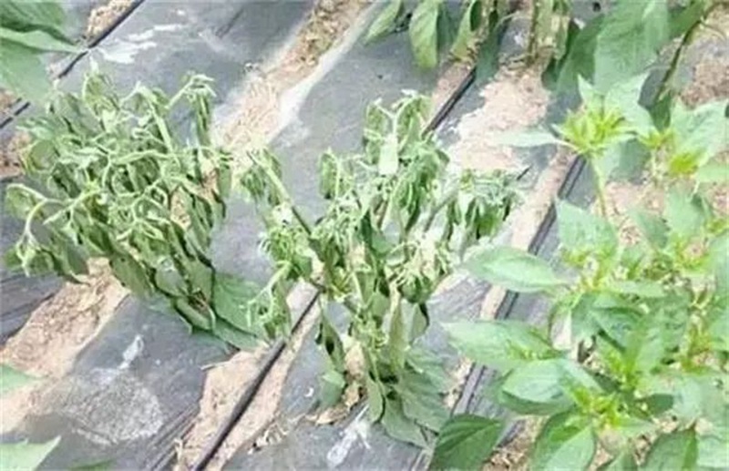 蔬菜死棵一年比一年重，到底能不能重茬？(圖1)