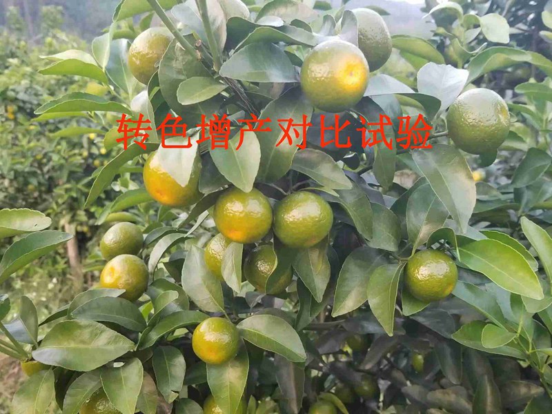 產(chǎn)品對比試驗(yàn)——沃柑轉(zhuǎn)色增產(chǎn)(圖1)