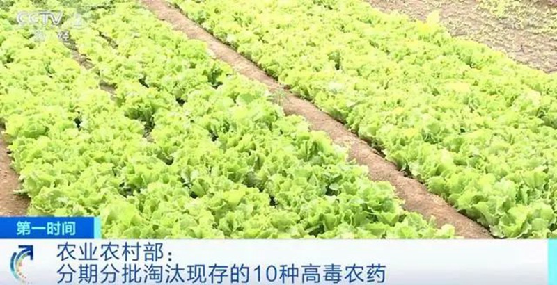 農(nóng)業(yè)農(nóng)村部:3年內(nèi)淘汰這10種高毒農(nóng)藥, 重點治理豇豆、韭菜、芹菜農(nóng)殘超標(biāo)(圖1) 農(nóng)業(yè)農(nóng)村部:3年內(nèi)淘汰這10種高毒農(nóng)藥, 重點治理豇豆、韭菜、芹菜農(nóng)殘超標(biāo)(圖1)