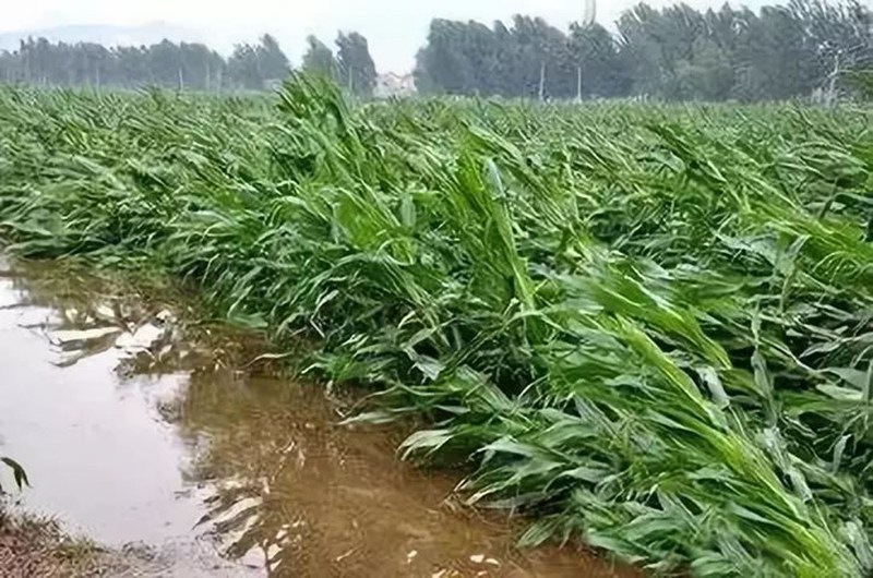 暴雨過后，玉米急需這樣補(bǔ)救！(圖1)