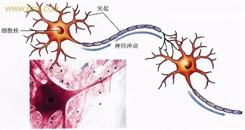 生物農(nóng)藥連續(xù)使用會不會產(chǎn)生抗藥性？(圖1)