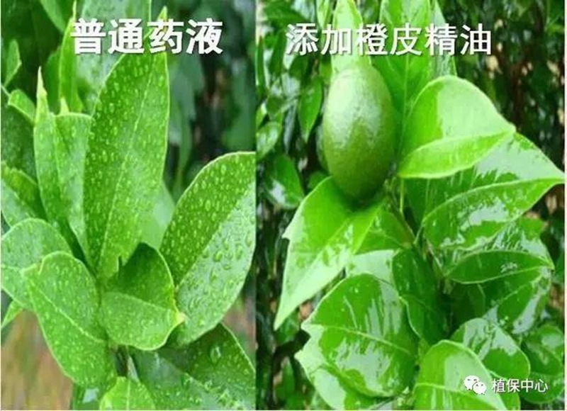 農(nóng)藥成分和含量一模一樣，為啥效果差別那么大？(圖3)