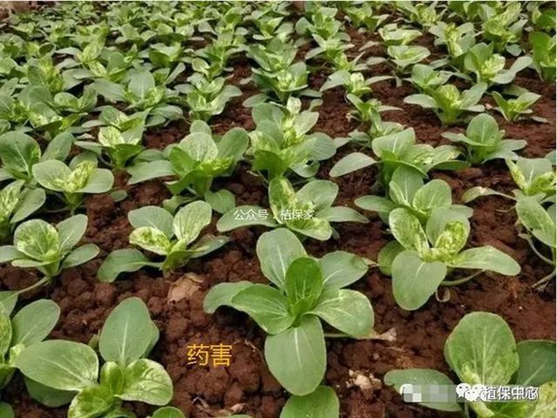 農(nóng)藥成分和含量一模一樣，為啥效果差別那么大？(圖4)